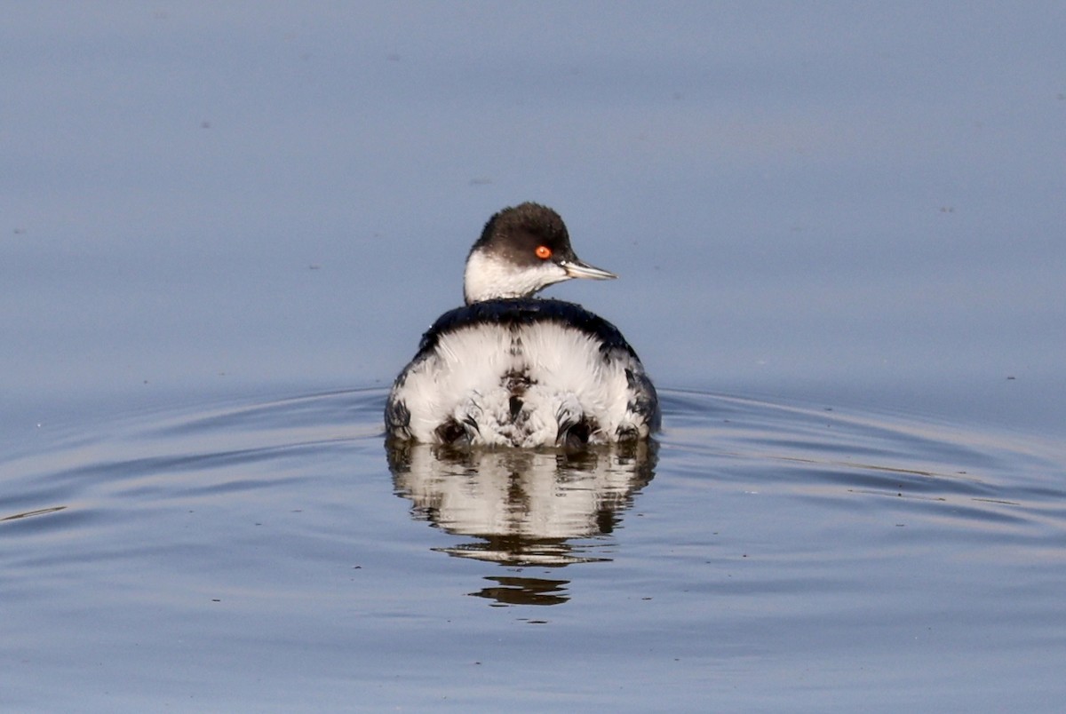Eared Grebe - ML647172585
