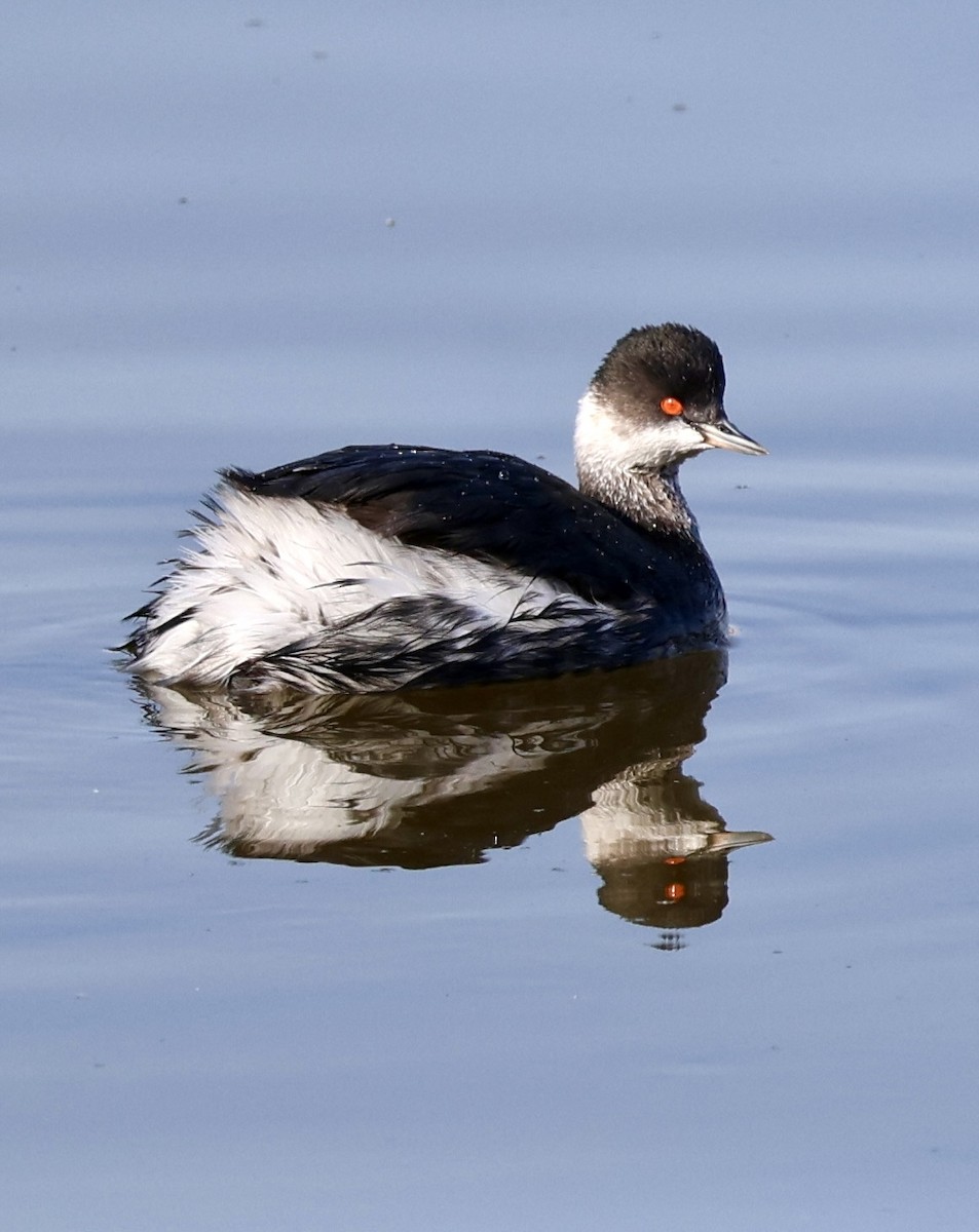 Eared Grebe - ML647172586