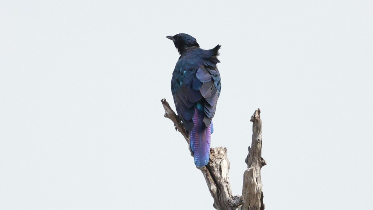 Burchell's Starling - ML647172587