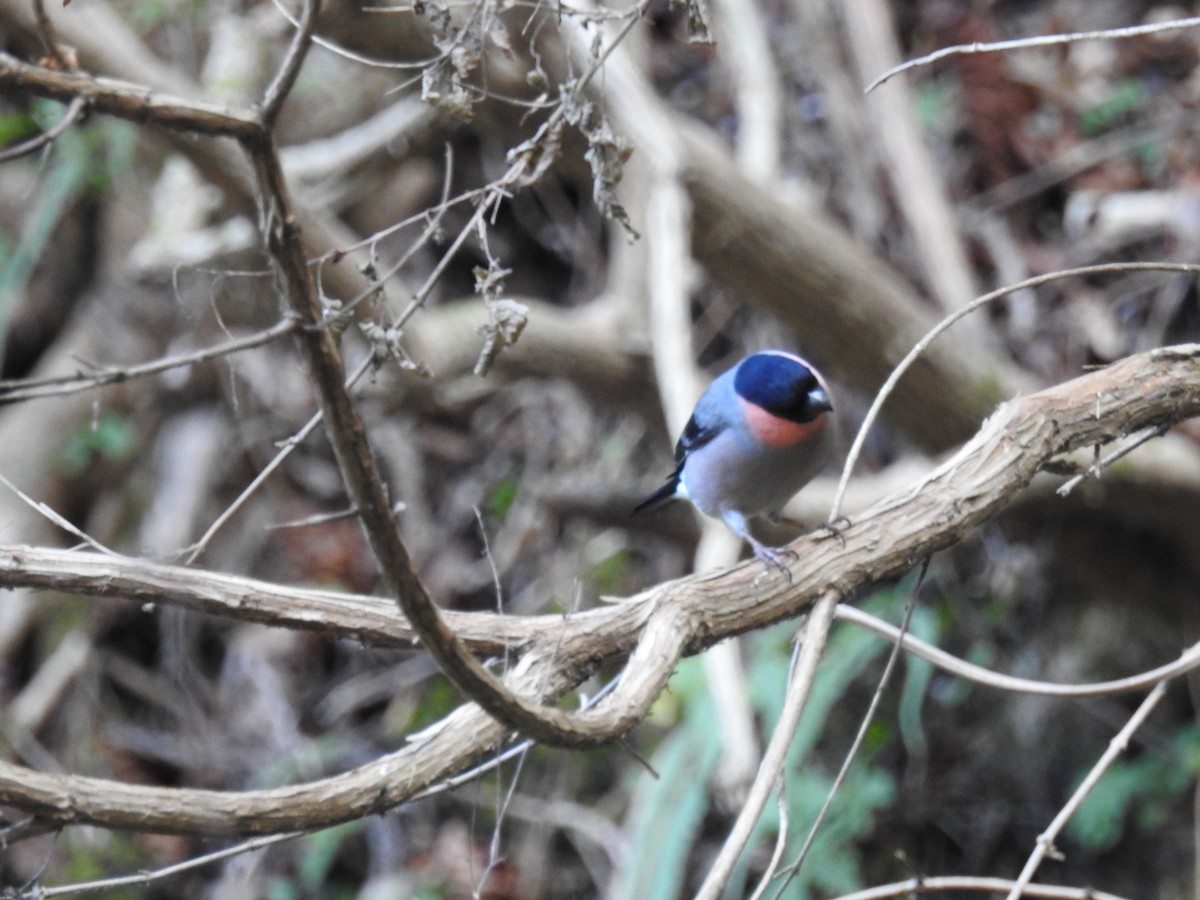 Eurasian Bullfinch - ML647172588