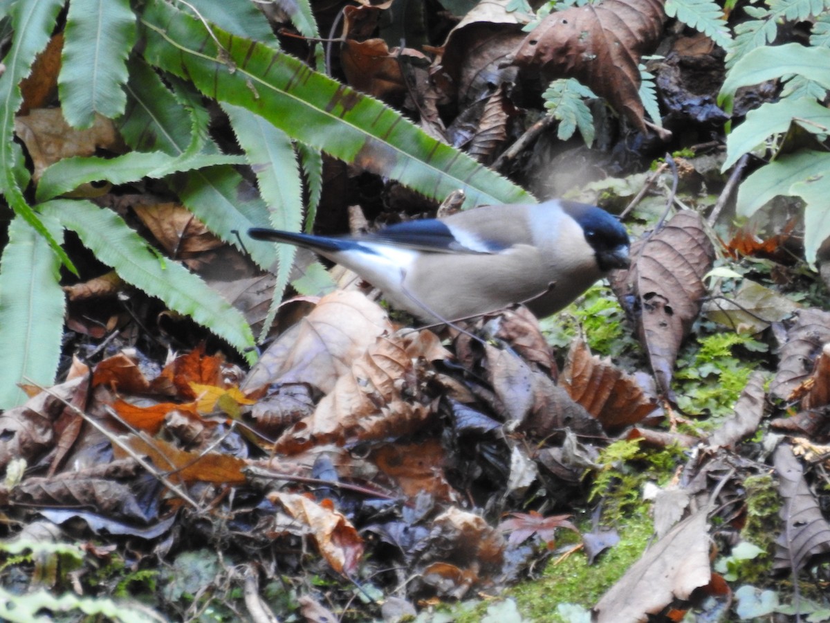 Eurasian Bullfinch - ML647172589