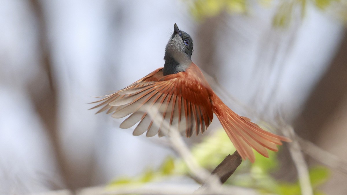 African Paradise-Flycatcher - ML647172590