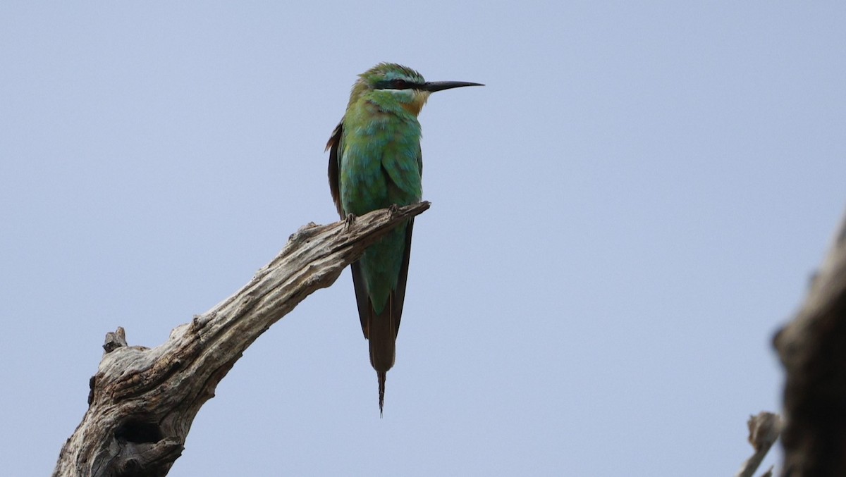 Blue-cheeked Bee-eater - ML647172593