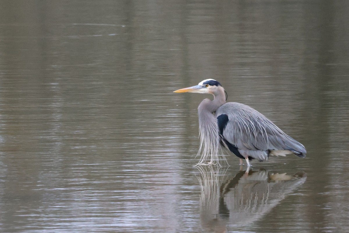 Great Blue Heron - ML647172594