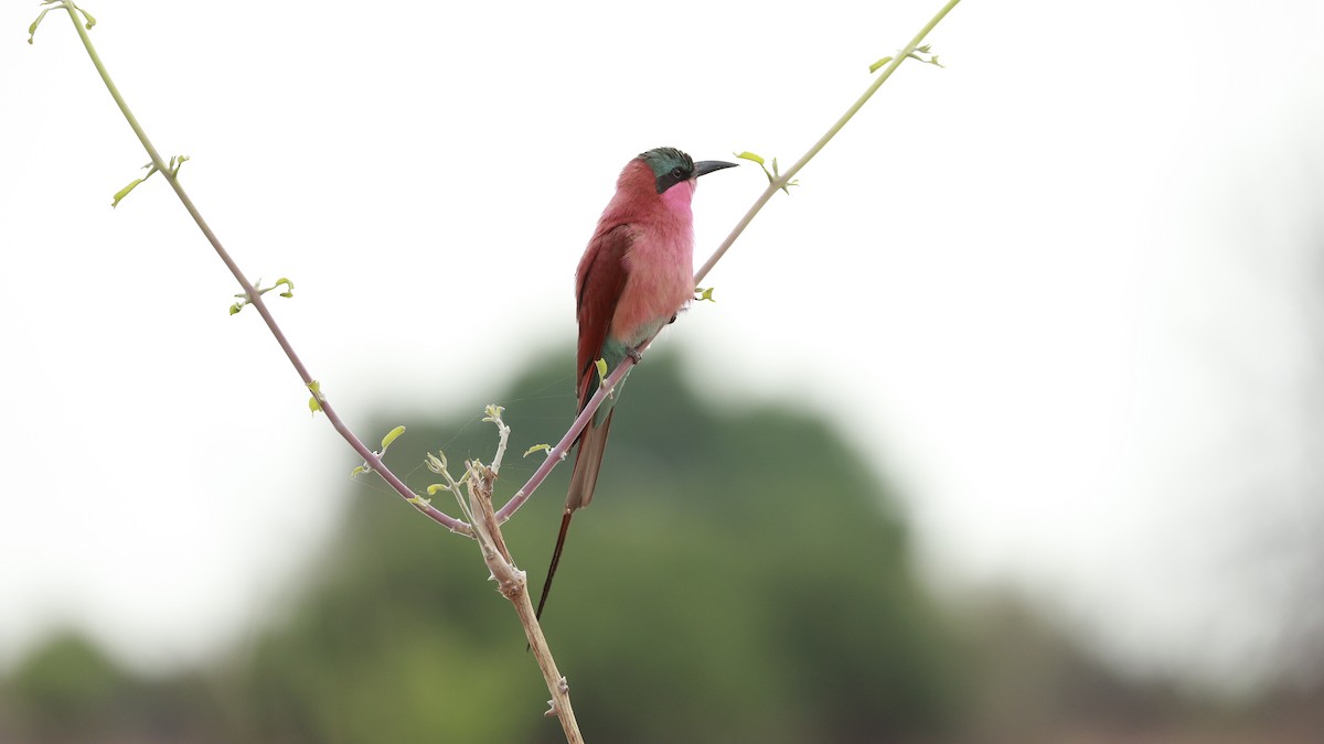 Southern Carmine Bee-eater - ML647172595
