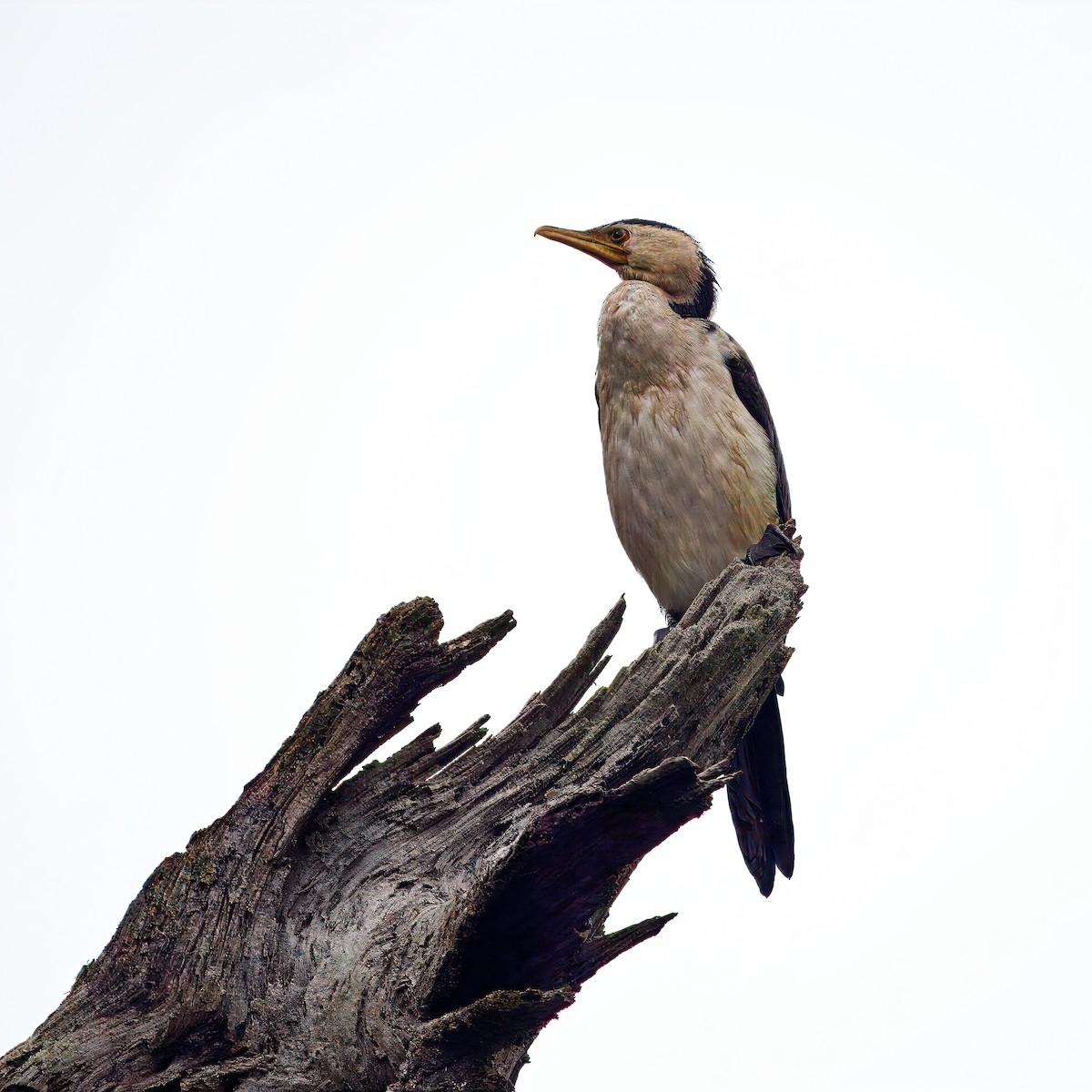 Little Pied Cormorant - ML647172596