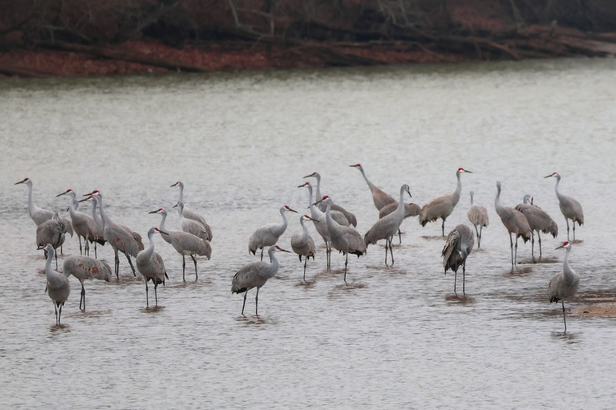 Sandhill Crane - ML647172597