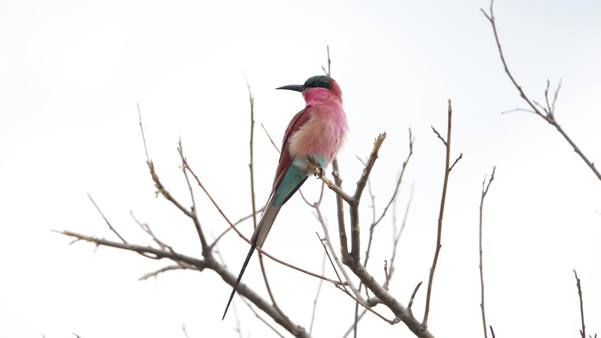 Southern Carmine Bee-eater - ML647172601