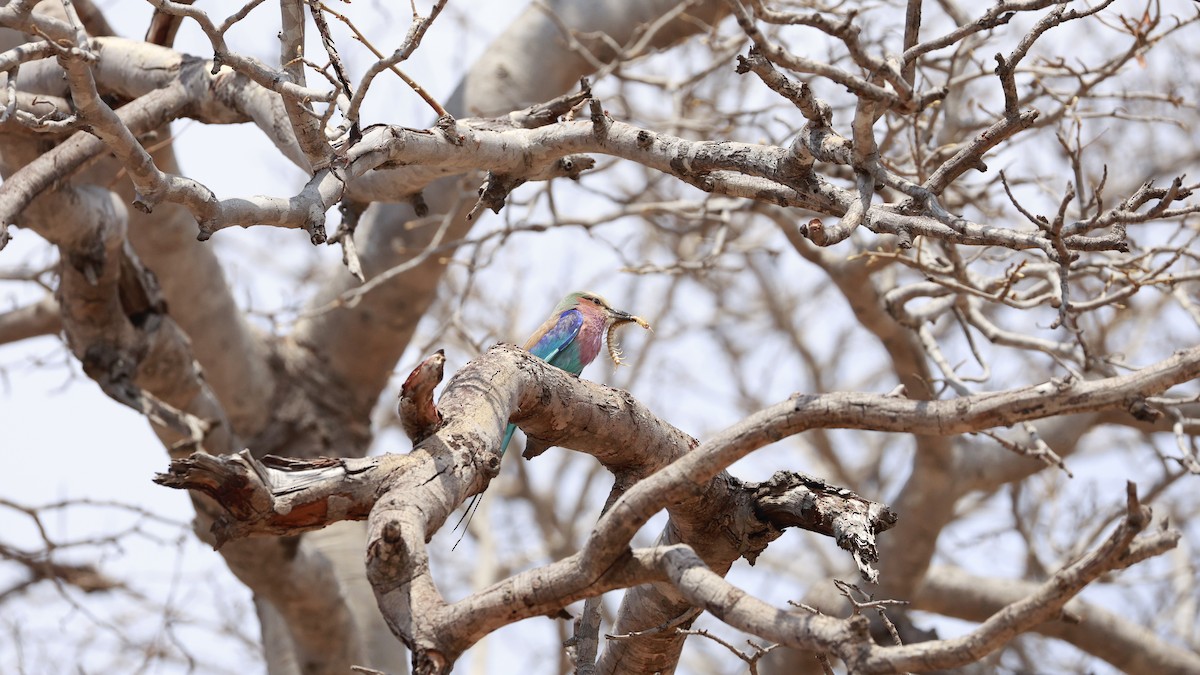 Lilac-breasted Roller (Lilac-breasted) - ML647172604