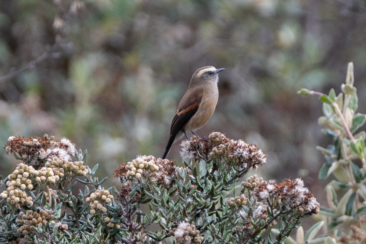 Brown-backed Chat-Tyrant - ML647172607