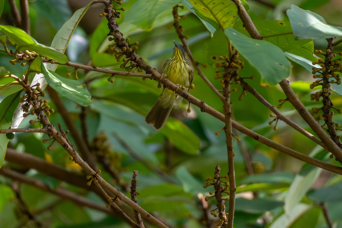 Pin-striped Tit-Babbler - ML647172608