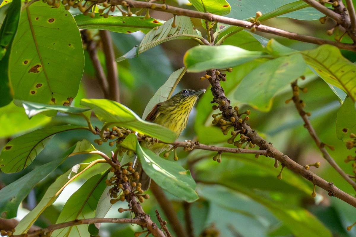 Pin-striped Tit-Babbler - ML647172609