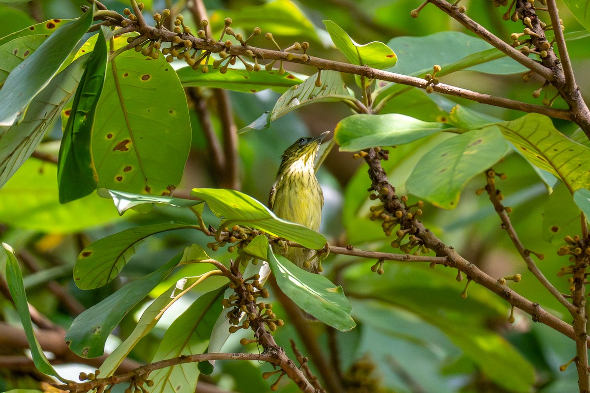 Pin-striped Tit-Babbler - ML647172610