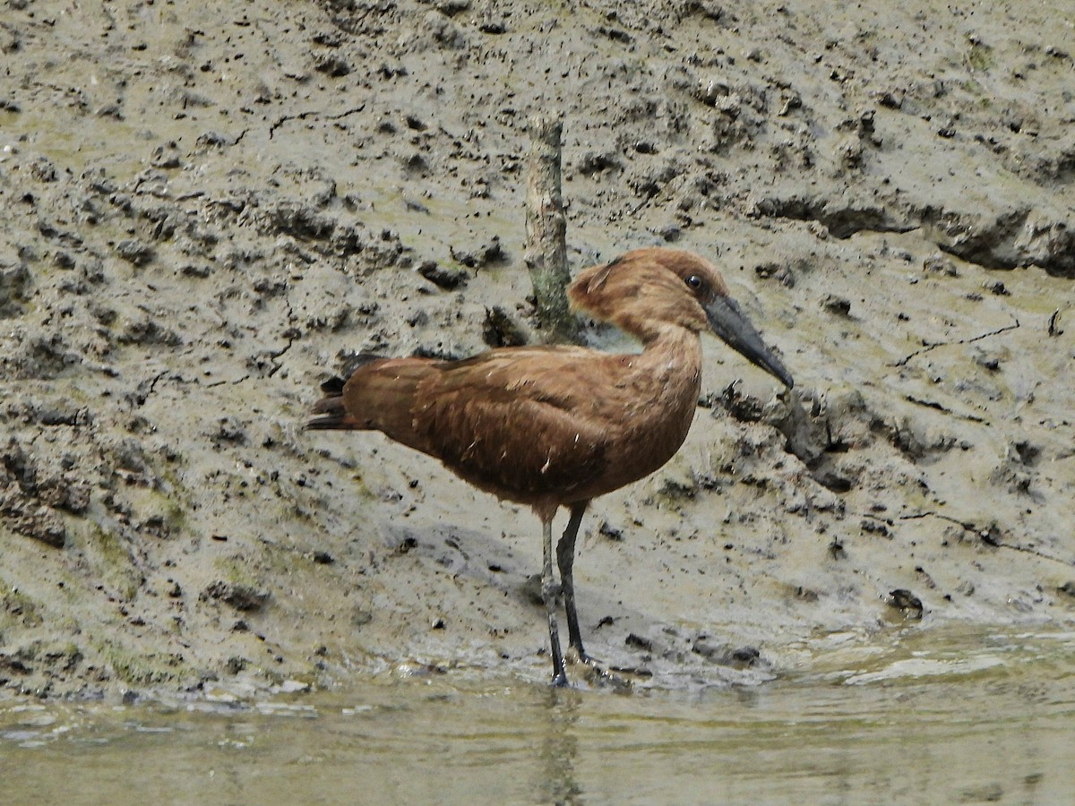 Hamerkop - ML647172611