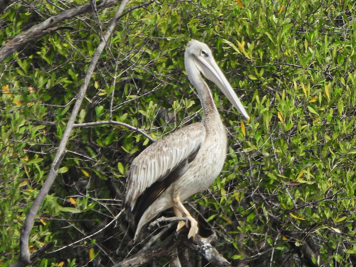 pelikán africký - ML647172630