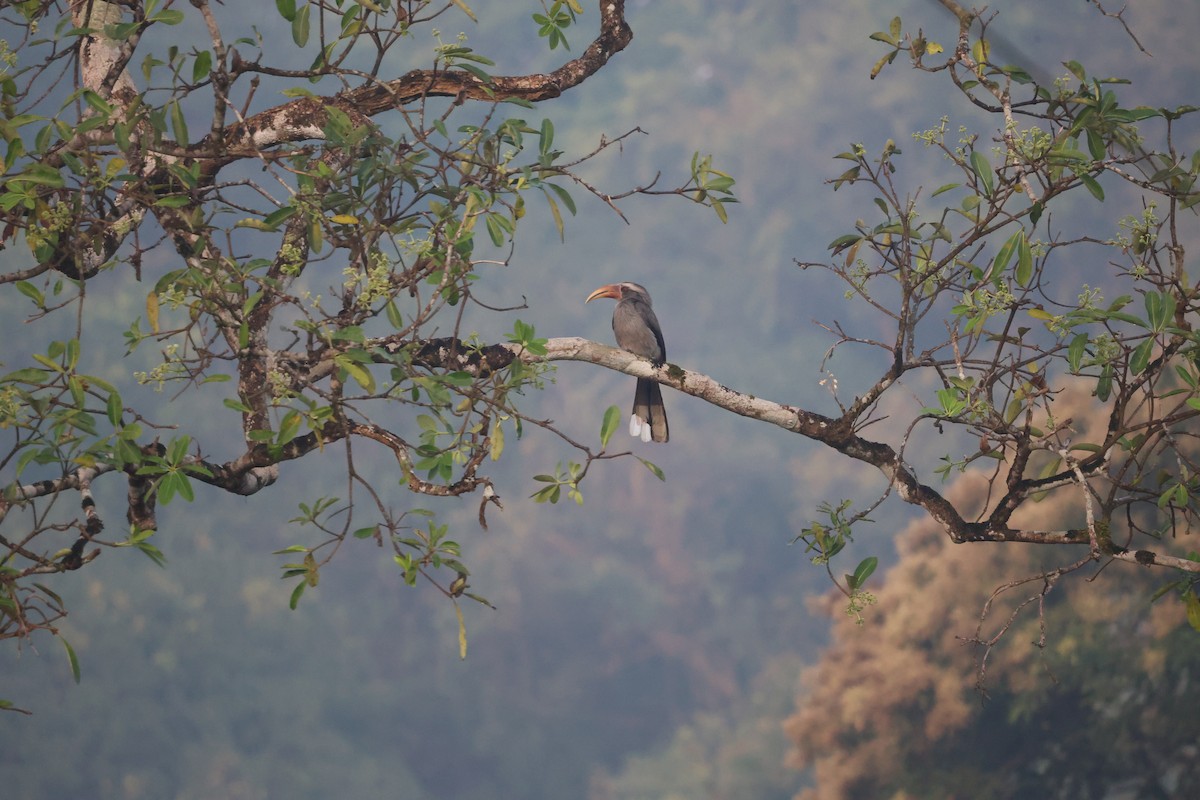 Malabar Gray Hornbill - ML647172647