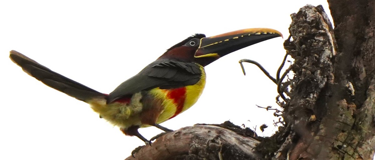 arassari hnědouchý - ML647172648