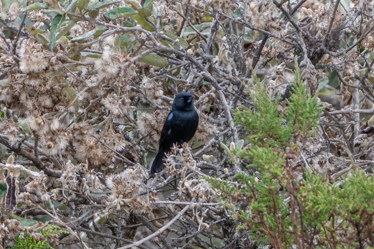 Black Flowerpiercer - ML647172649