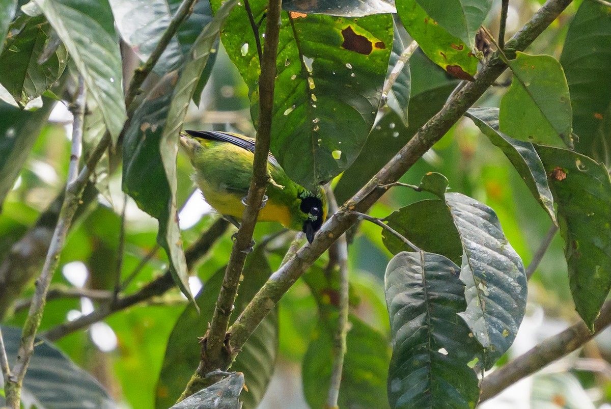 Green-and-gold Tanager - ML647172653
