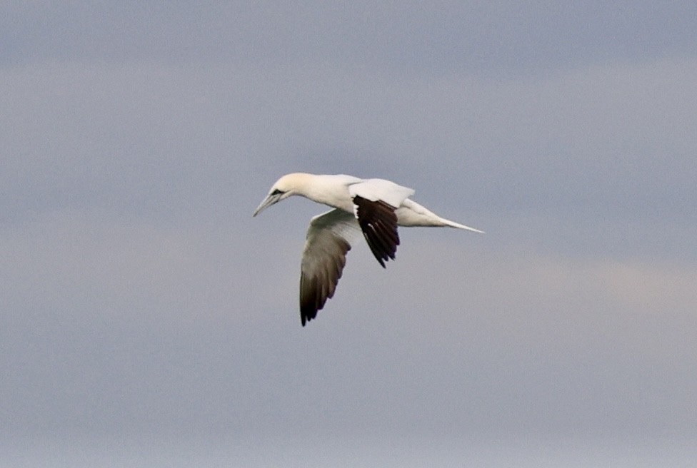 סולה מצויה - ML647172667