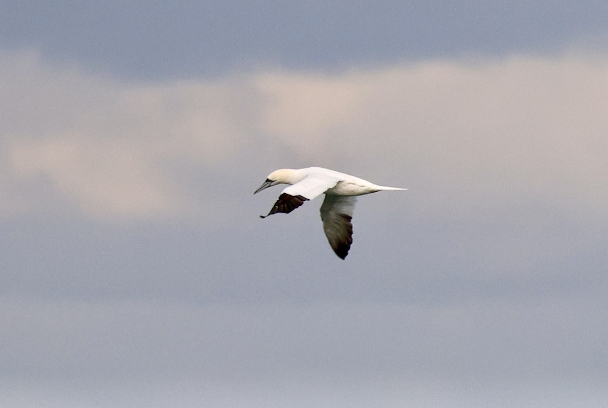 סולה מצויה - ML647172668