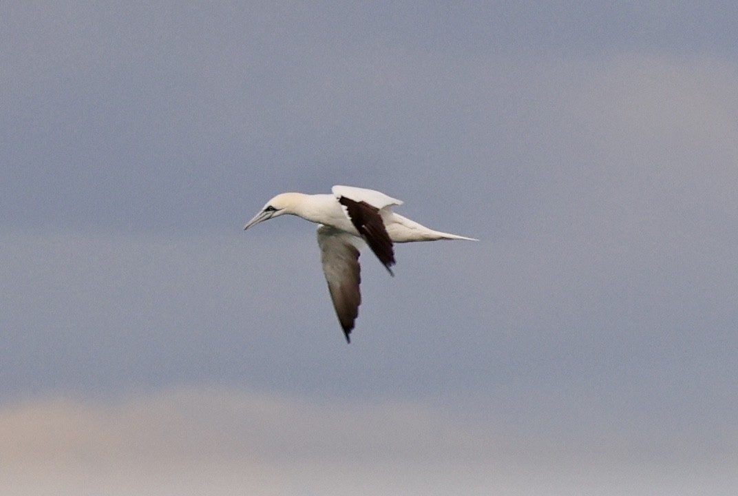 סולה מצויה - ML647172669