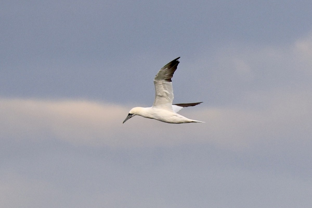 סולה מצויה - ML647172670