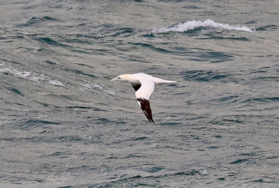 סולה מצויה - ML647172671