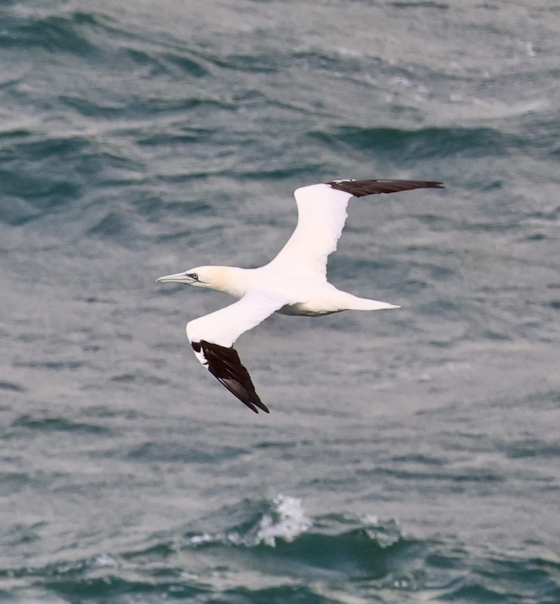 סולה מצויה - ML647172672