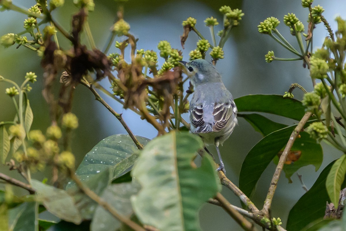 Cerulean Warbler - ML647172675