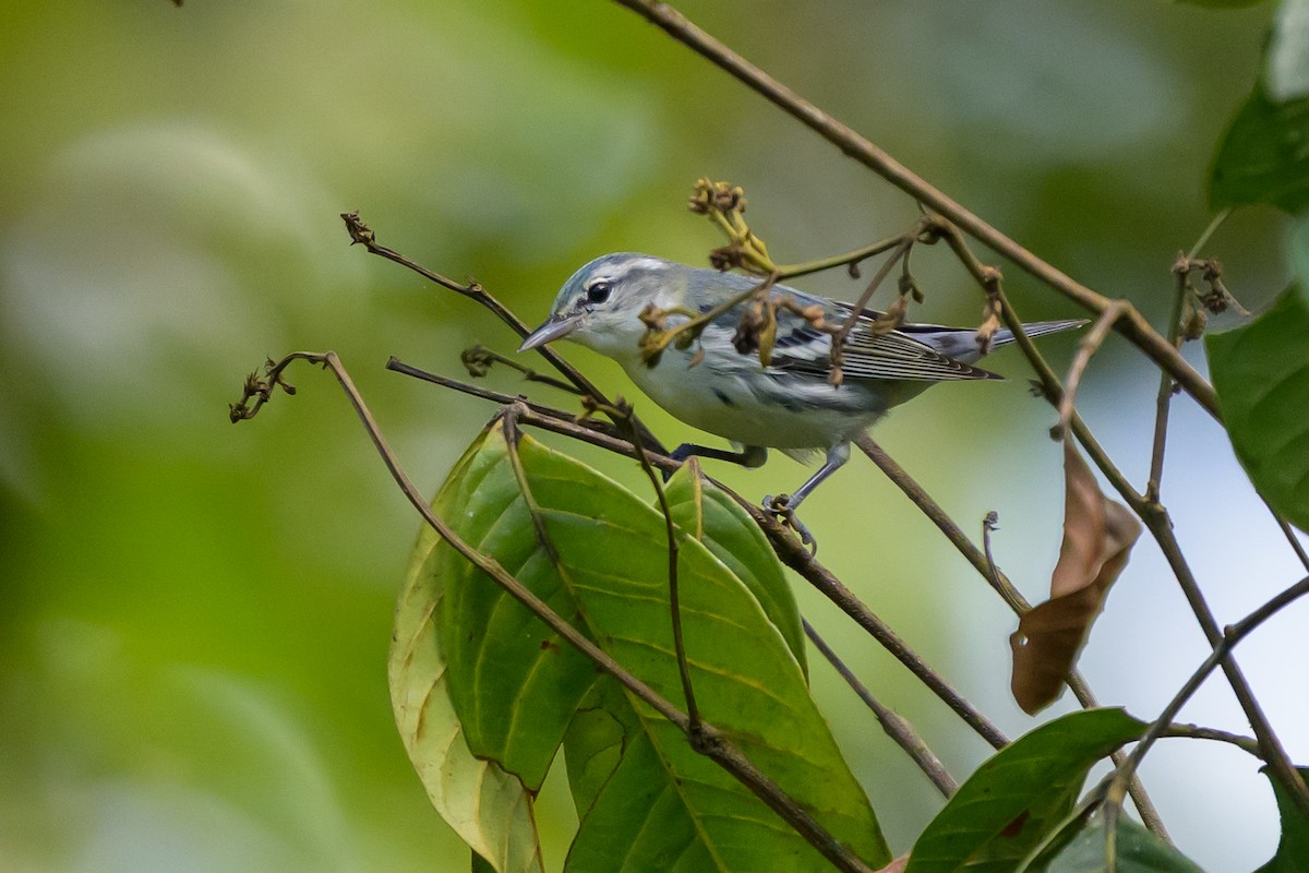 Cerulean Warbler - ML647172676