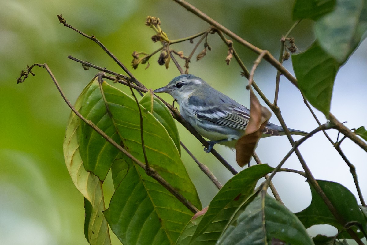 Cerulean Warbler - ML647172677