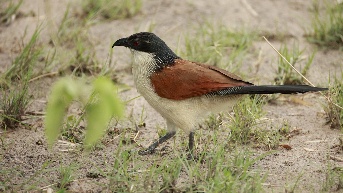 Senegal Coucal - ML647172695