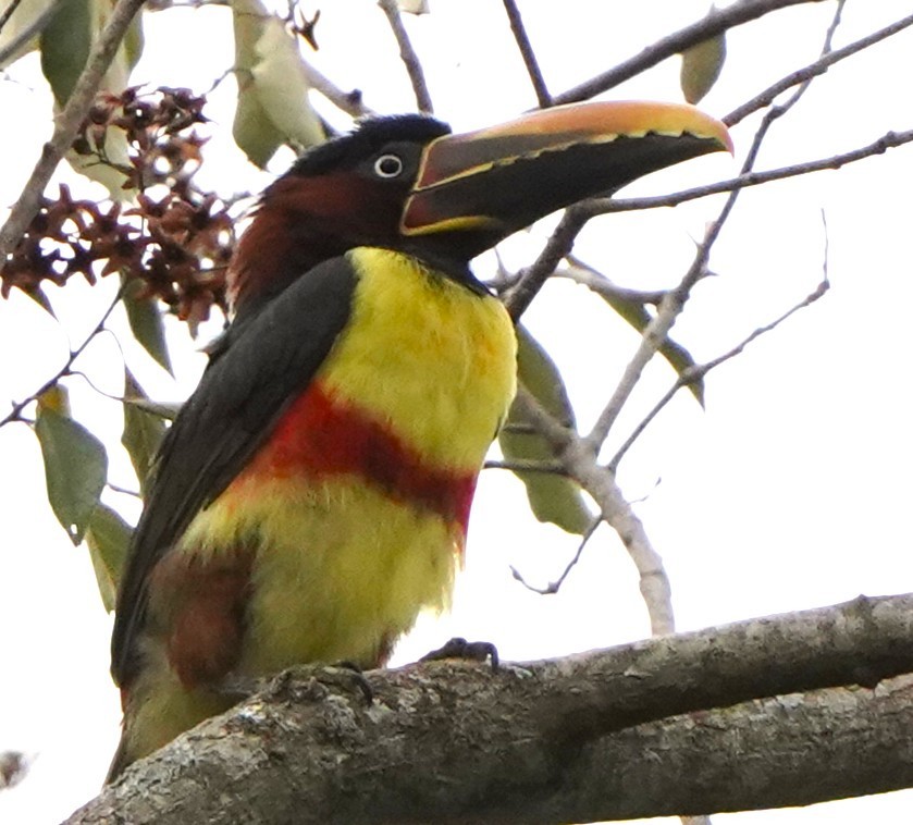 arassari hnědouchý - ML647172697