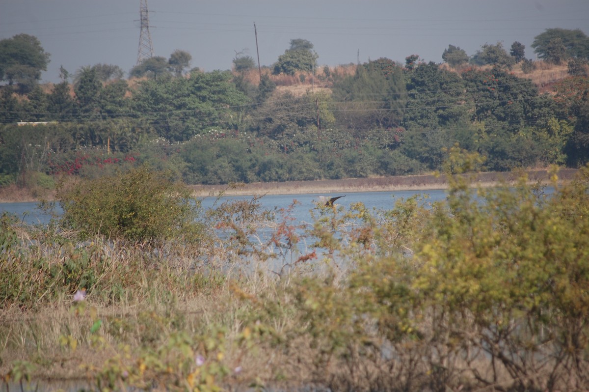 ムラサキサギ - ML647172698