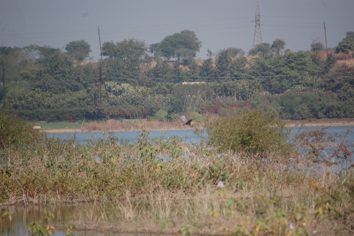 ムラサキサギ - ML647172699