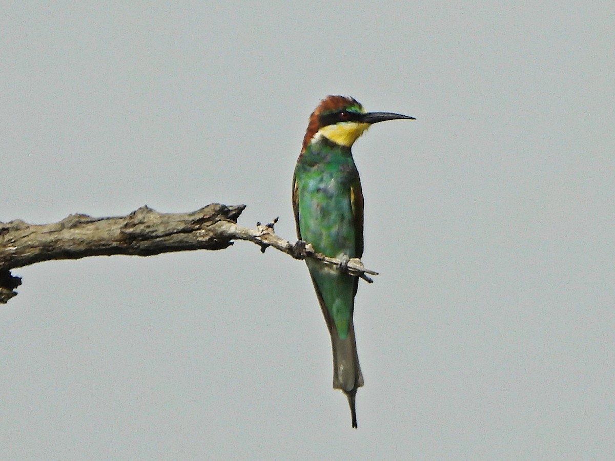 vlha pestrá - ML647172706