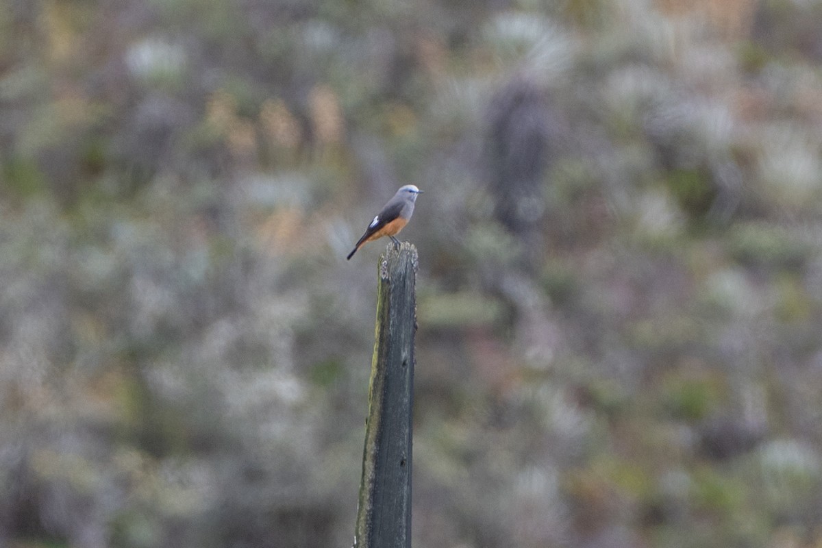 Red-rumped Bush-Tyrant - ML647172707