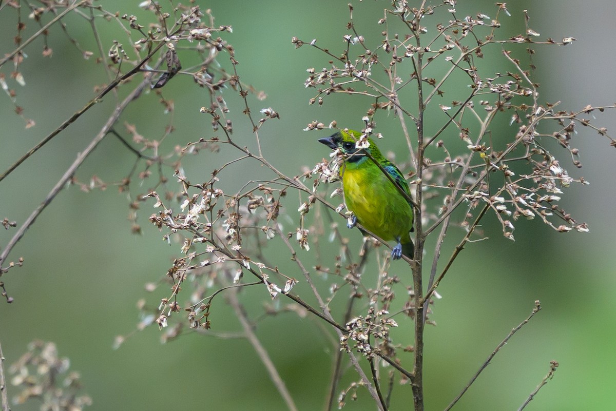 Green-and-gold Tanager - ML647172718