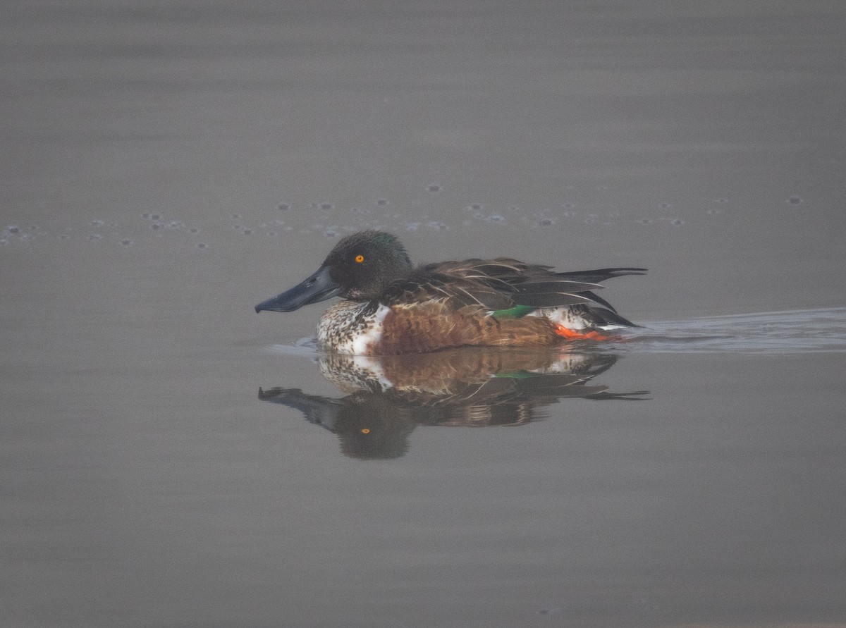 Cuchara Común - ML647172723