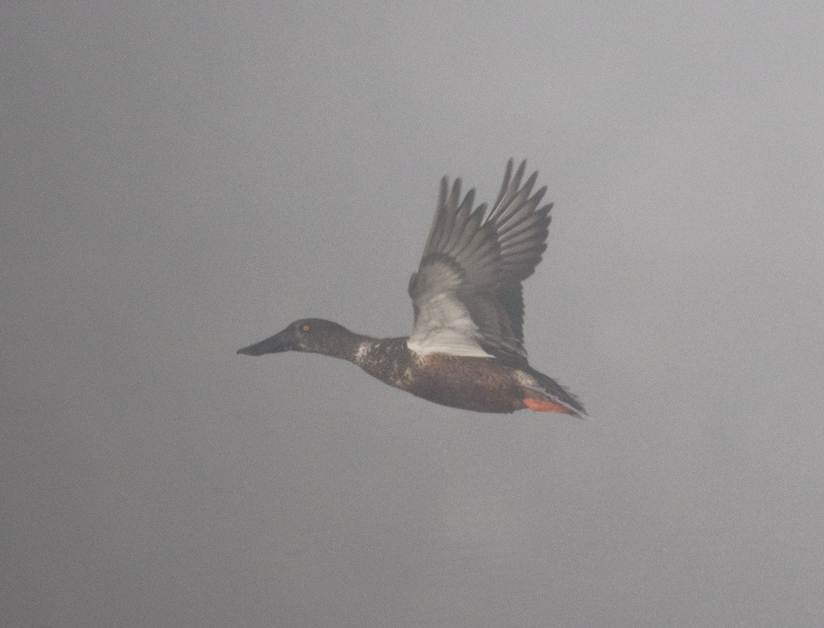 Cuchara Común - ML647172724