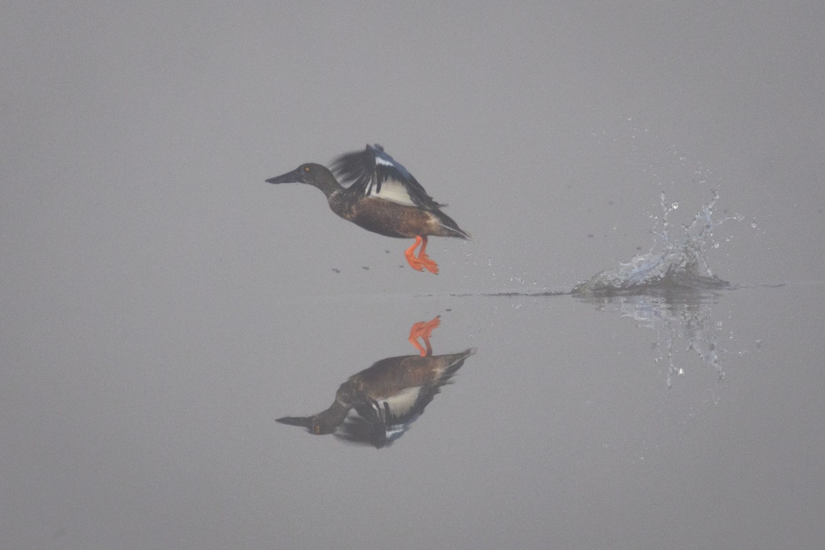 Cuchara Común - ML647172725