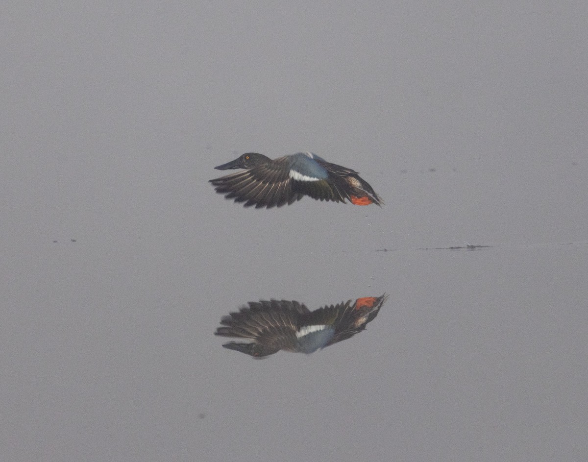 Cuchara Común - ML647172726