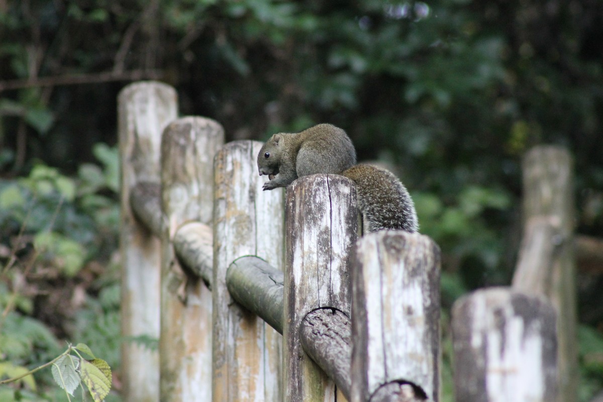 Pallas' Squirrel - ML647172743