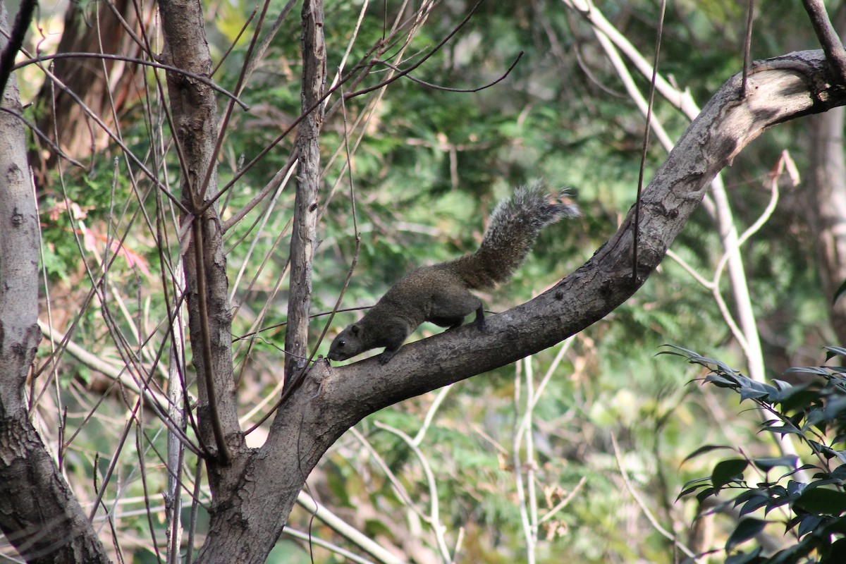 Pallas' Squirrel - ML647172744