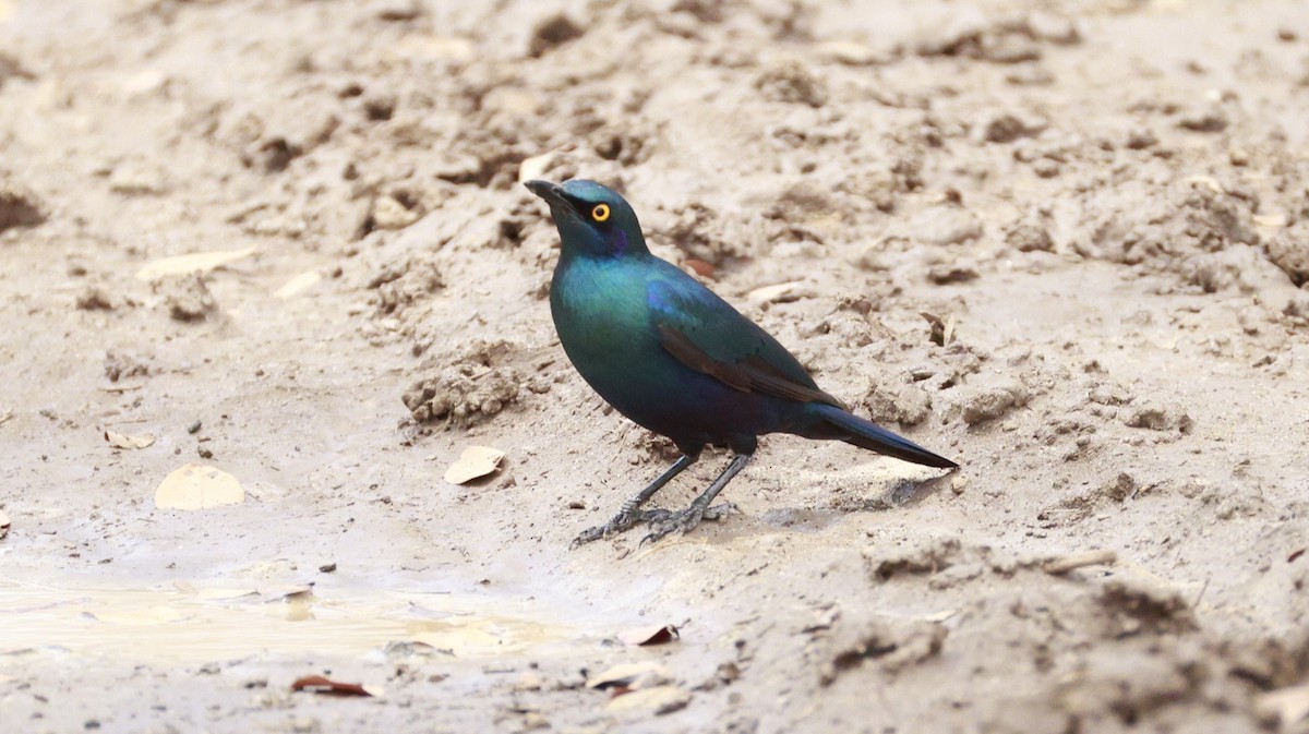 Greater Blue-eared Starling - ML647172748