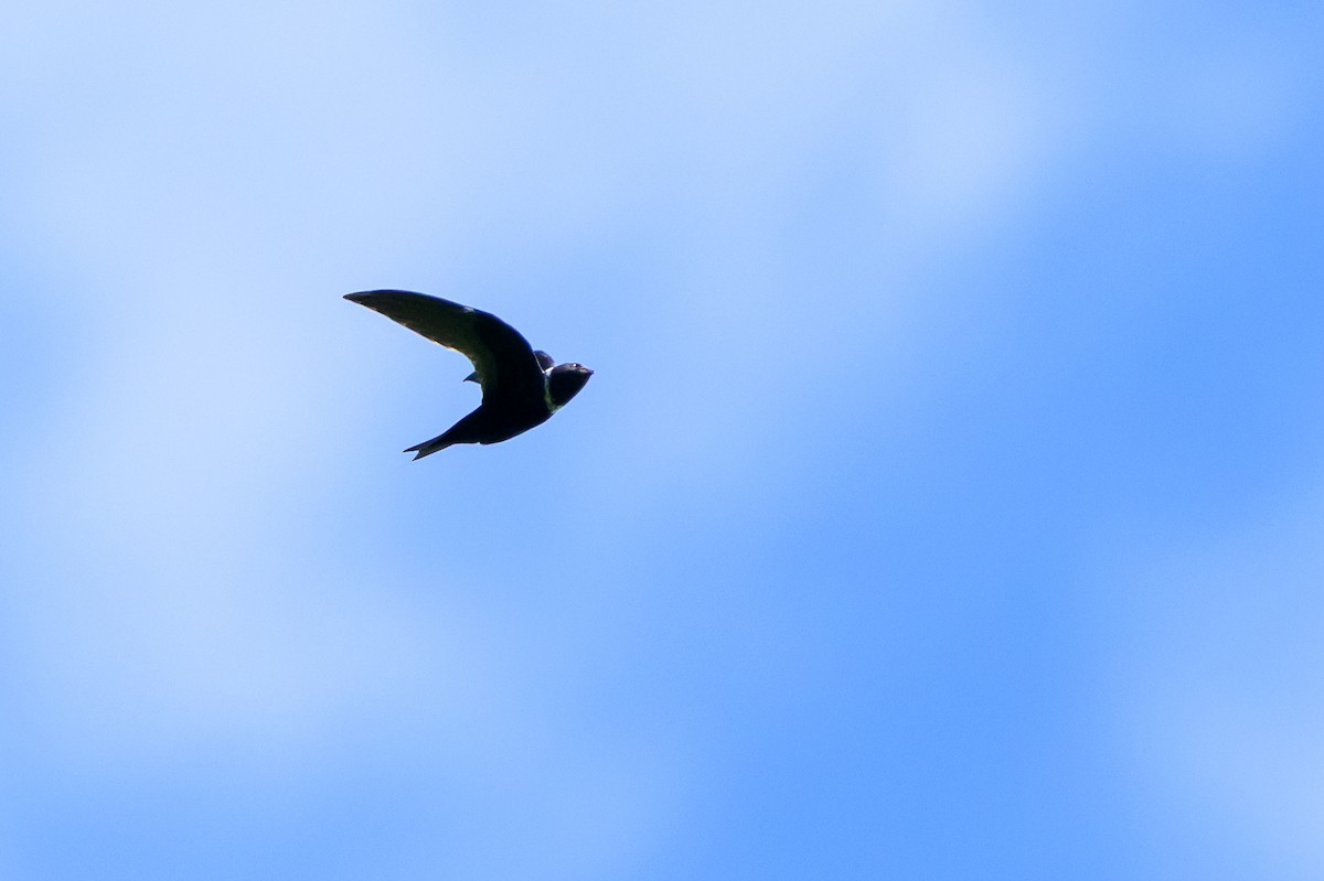 White-collared Swift - ML647172750