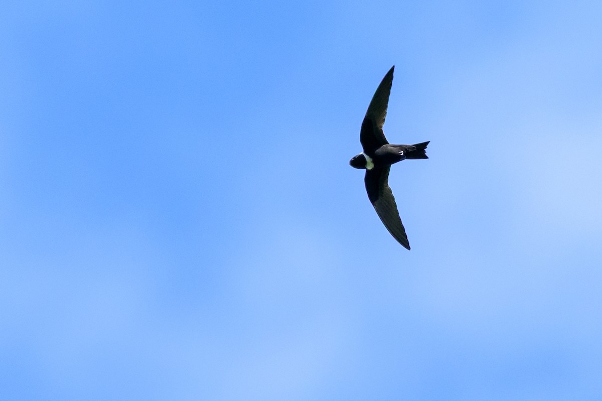 White-collared Swift - ML647172751