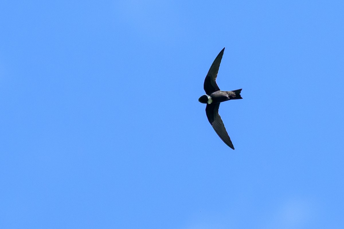White-collared Swift - ML647172752