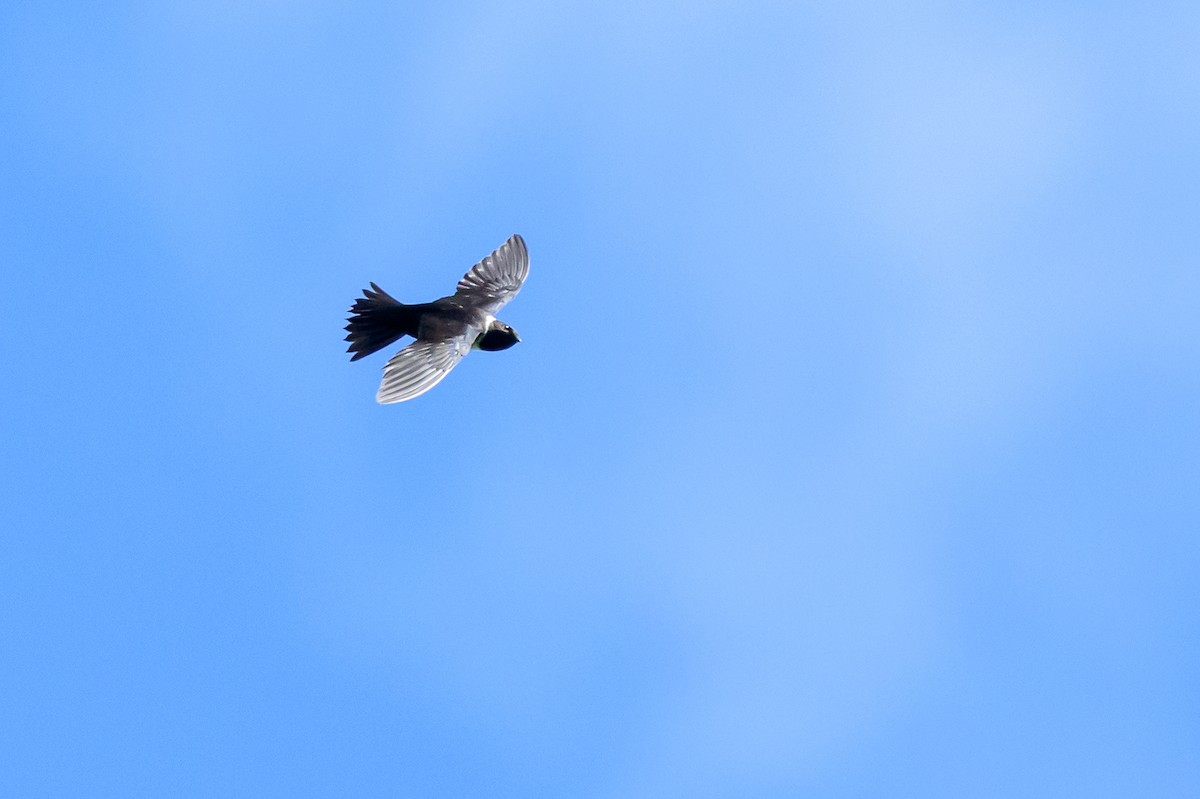 White-collared Swift - ML647172754